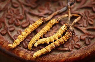 冬蟲(chóng)夏草與西洋參的協(xié)同作用 對(duì)肝腎及支氣管哮喘的療效與人參種植前景