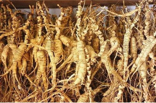 長白山黑參 五載沉淀，鮮食營養三倍于干品