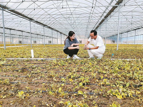 柘榮注入科技，一根參茁壯成長 西洋參產業的現代轉型